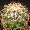 Coryphantha_sulcolanata